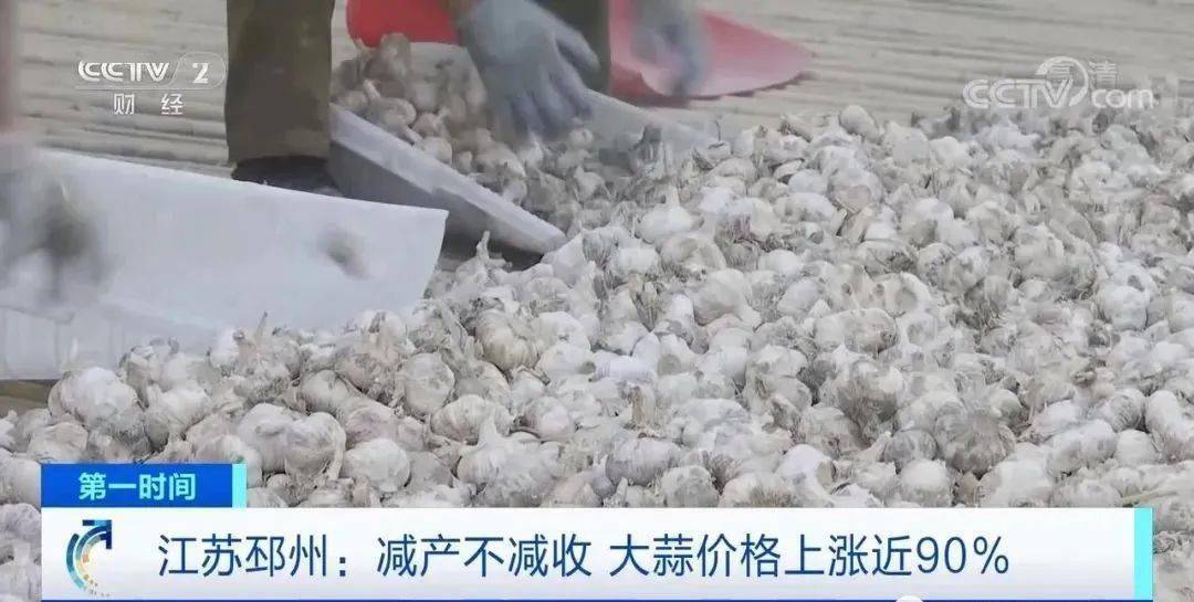 邳州大蒜今日行情更新，新鮮市場動態(tài)解析